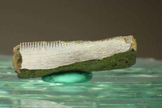 ティラノサウルスの歯の化石（その2）