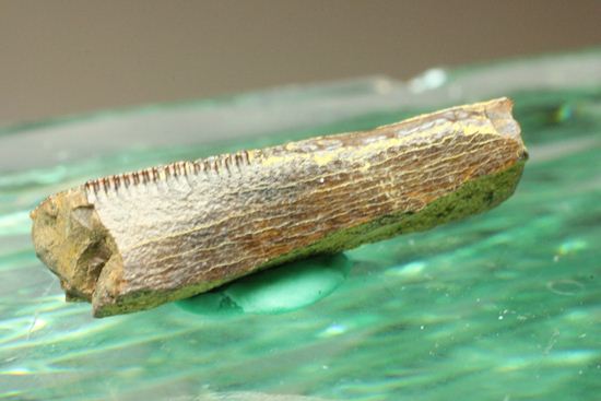 ティラノサウルスの歯の化石（その3）