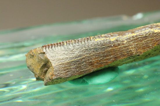 ティラノサウルスの歯の化石（その4）