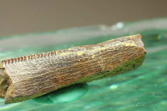 ティラノサウルスの歯の化石（その5）