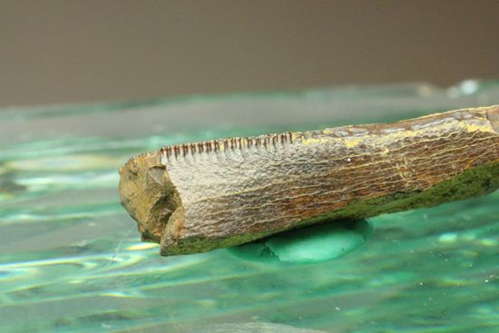 ティラノサウルスの歯の化石（その6）