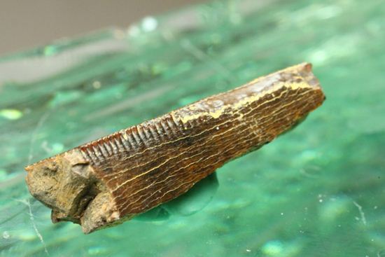 ティラノサウルスの歯の化石（その7）