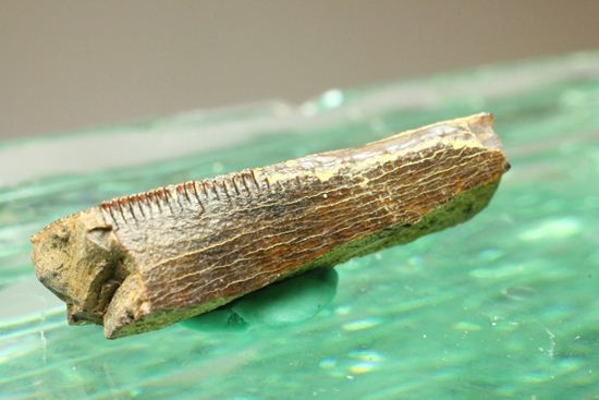 ティラノサウルスの歯の化石（その8）