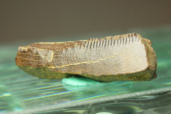 ティラノサウルスの歯の化石（その9）