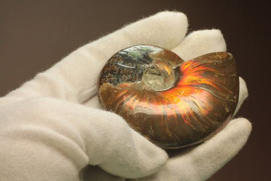 菊花模様が同時に見られる遊色アンモナイト（クリオニセラス）（その19）