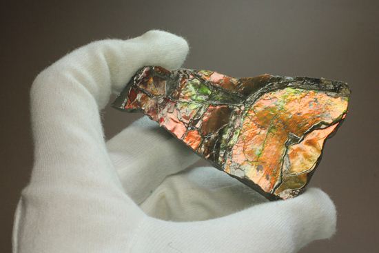アンモライトを気軽に楽しみたい方に!コンパクトビューティーアンモライト片(その15)