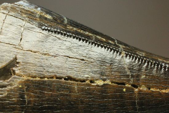 化石セブンクオリティ！ティラノサウルスの前上顎骨歯。リーズナブルプライス！！（その10）