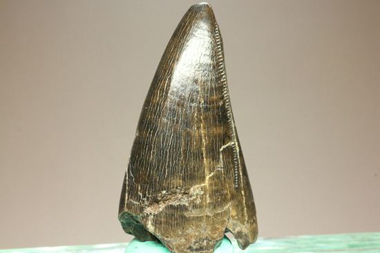 化石セブンクオリティ！ティラノサウルスの前上顎骨歯。リーズナブルプライス！！（その13）