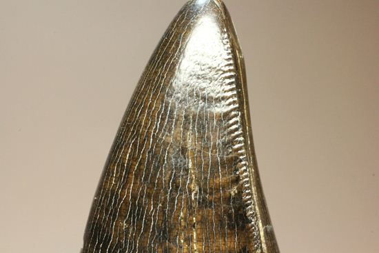 化石セブンクオリティ！ティラノサウルスの前上顎骨歯。リーズナブルプライス！！（その14）