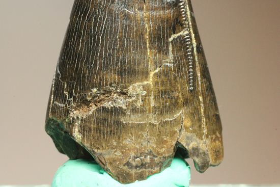 化石セブンクオリティ！ティラノサウルスの前上顎骨歯。リーズナブルプライス！！（その16）