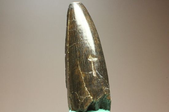 化石セブンクオリティ！ティラノサウルスの前上顎骨歯。リーズナブルプライス！！（その19）