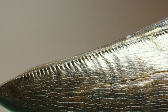 化石セブンクオリティ！ティラノサウルスの前上顎骨歯。リーズナブルプライス！！（その2）