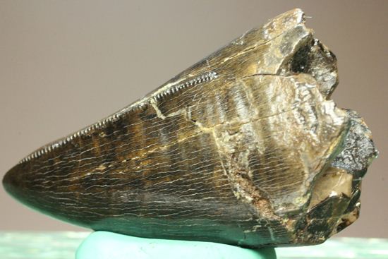 化石セブンクオリティ！ティラノサウルスの前上顎骨歯。リーズナブルプライス！！（その4）