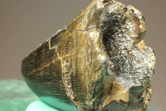 化石セブンクオリティ！ティラノサウルスの前上顎骨歯。リーズナブルプライス！！（その5）