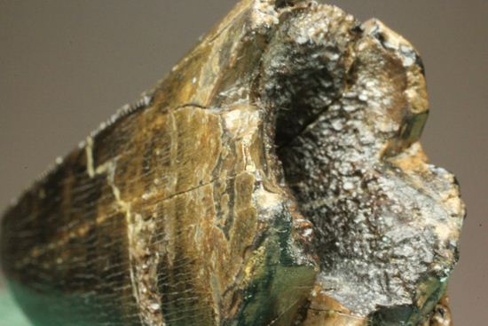 化石セブンクオリティ！ティラノサウルスの前上顎骨歯。リーズナブルプライス！！（その6）