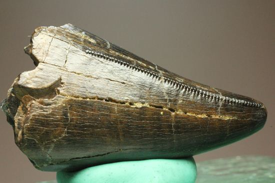 化石セブンクオリティ！ティラノサウルスの前上顎骨歯。リーズナブルプライス！！（その8）