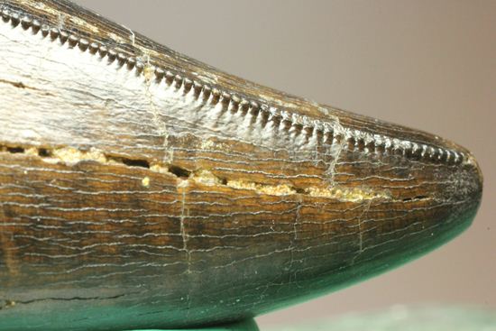 化石セブンクオリティ！ティラノサウルスの前上顎骨歯。リーズナブルプライス！！（その9）