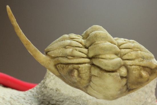 ロシアン三葉虫の至宝こと、パラセラウルス(その17)