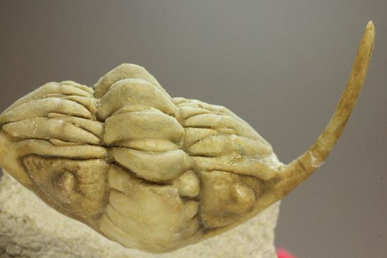 ロシアン三葉虫の至宝こと、パラセラウルス(その18)