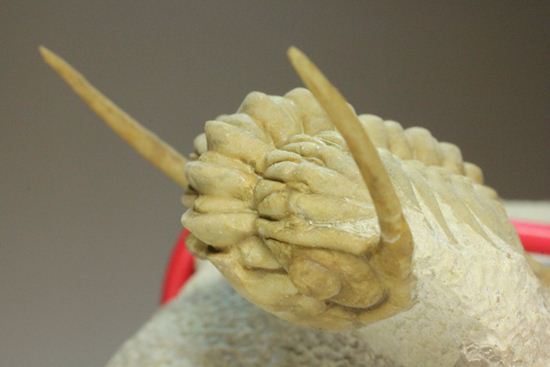 ロシアン三葉虫の至宝こと、パラセラウルス(その5)