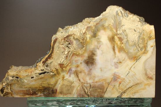 ブックエンドに最適！古生代ペルム紀の珪化木化石（その11）
