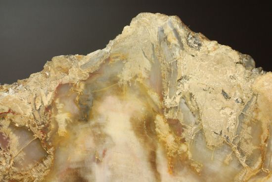 ブックエンドに最適！古生代ペルム紀の珪化木化石（その16）