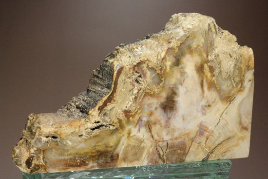 ブックエンドに最適！古生代ペルム紀の珪化木化石（その18）