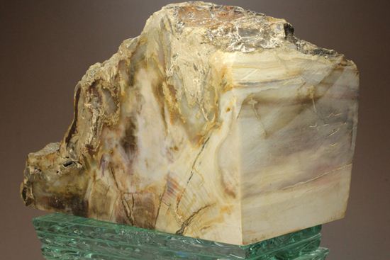 ブックエンドに最適！古生代ペルム紀の珪化木化石（その6）