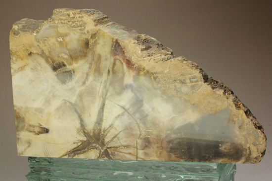 ブックエンドに最適！年輪がじっくり見える古生代ペルム紀の珪化木の化石（その1）