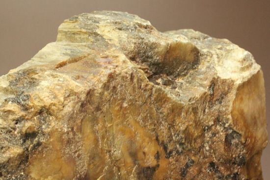 ブックエンドに最適！年輪がじっくり見える古生代ペルム紀の珪化木の化石（その11）