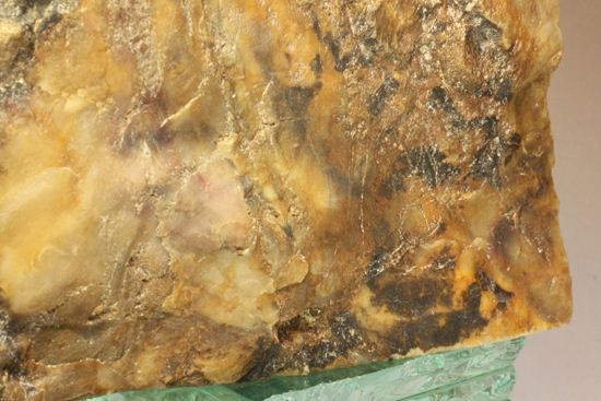 ブックエンドに最適！年輪がじっくり見える古生代ペルム紀の珪化木の化石（その12）