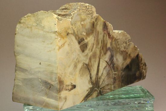 ブックエンドに最適！年輪がじっくり見える古生代ペルム紀の珪化木の化石（その14）
