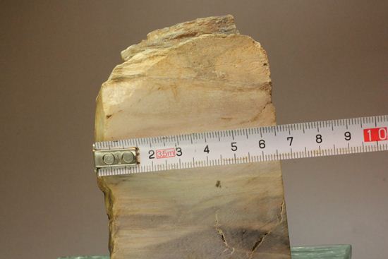 ブックエンドに最適！年輪がじっくり見える古生代ペルム紀の珪化木の化石（その15）