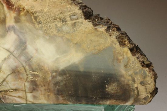 ブックエンドに最適！年輪がじっくり見える古生代ペルム紀の珪化木の化石（その2）