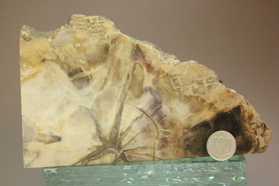ブックエンドに最適！年輪がじっくり見える古生代ペルム紀の珪化木の化石（その20）