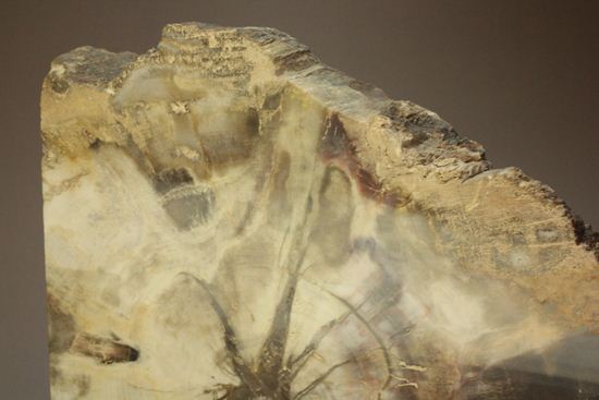ブックエンドに最適！年輪がじっくり見える古生代ペルム紀の珪化木の化石（その3）