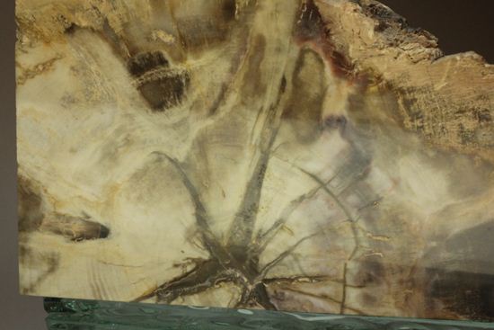 ブックエンドに最適！年輪がじっくり見える古生代ペルム紀の珪化木の化石（その4）