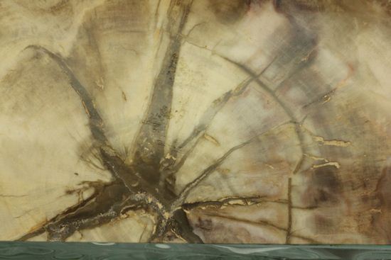 ブックエンドに最適！年輪がじっくり見える古生代ペルム紀の珪化木の化石（その5）