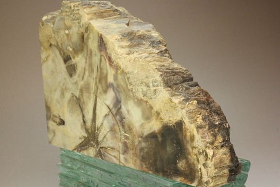 ブックエンドに最適！年輪がじっくり見える古生代ペルム紀の珪化木の化石（その6）
