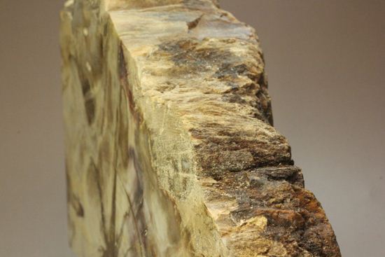ブックエンドに最適！年輪がじっくり見える古生代ペルム紀の珪化木の化石（その8）