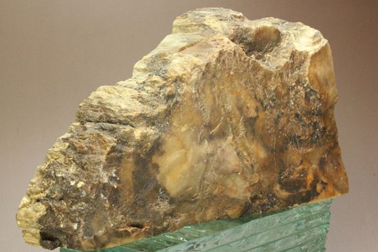 ブックエンドに最適！年輪がじっくり見える古生代ペルム紀の珪化木の化石（その9）