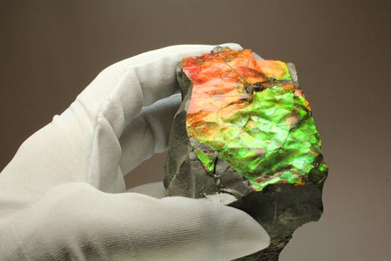 まぶしすぎる!鏡面光りする赤と緑のアンモライト片(その20)