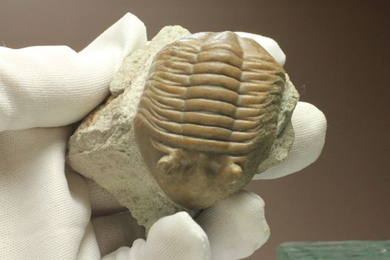 体節が美しい7cmのアサフス・レピドゥルス(その13)