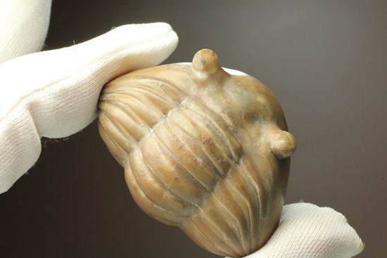 母岩なし、まん丸な形のアサフス・レピドゥルス(その11)