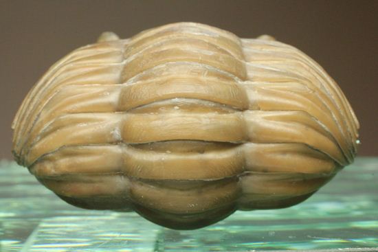 母岩なし、まん丸な形のアサフス・レピドゥルス(その3)