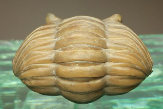 母岩なし、まん丸な形のアサフス・レピドゥルス(その4)