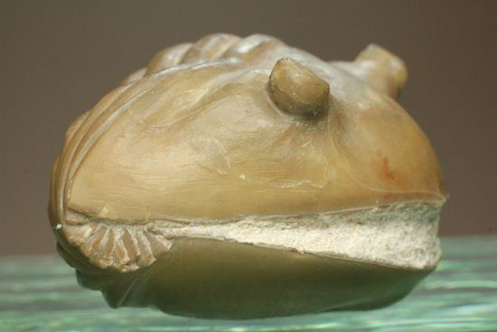 母岩なし、まん丸な形のアサフス・レピドゥルス(その6)