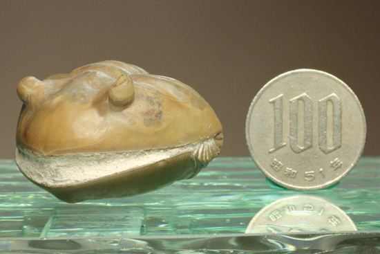 母岩なし、まん丸な形のアサフス・レピドゥルス(その9)