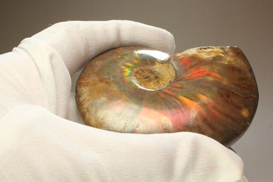 全体が虹色に輝くマダガスカル産の大きな遊色アンモナイト（クリオニセラス）（その14）