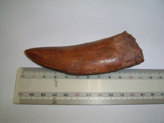 12センチのカルカロドントサウルスの大きい歯（その1）